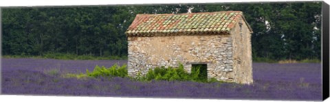 Framed Stone building in a lavender field, Provence-Alpes-Cote D&#39;Azur, France Print