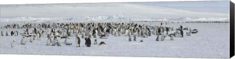 Framed Emperor penguins (Aptenodytes forsteri) colony at snow covered landscape, Snow Hill Island, Antarctica Print