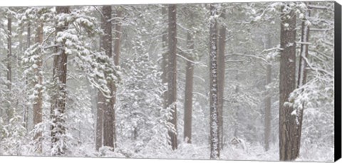 Framed Snow covered Ponderosa Pine trees in a forest, Indian Ford, Oregon, USA Print