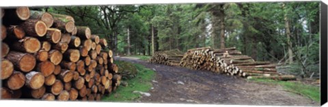 Framed Stacks of logs in forest, Burrator Reservoir, Dartmoor, Devon, England Print