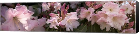 Framed Multiple images of pink Rhododendron flowers Print