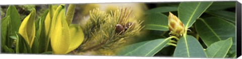 Framed Close-up of buds of pine tree Print