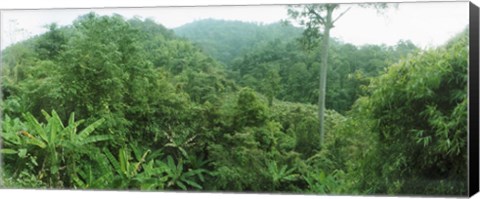 Framed Vegetation in a forest, Chiang Mai Province, Thailand Print