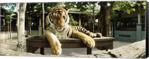 Framed Tiger (Panthera tigris) in a tiger reserve, Tiger Kingdom, Chiang Mai, Thailand Print