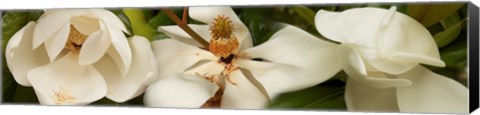 Framed Close-up of white magnolia flowers Print