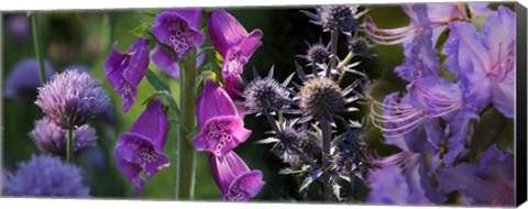 Framed Close-up of purple flowers Print