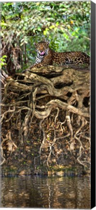 Framed Jaguar resting at the riverside, Three Brothers River, Meeting of the Waters State Park, Pantanal Wetlands, Brazil Print