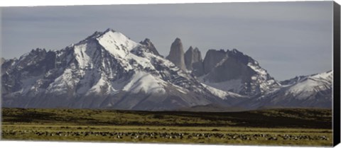 Framed Field with snowcapped mountains, Paine Massif, Torres del Paine National Park, Magallanes Region, Patagonia, Chile Print