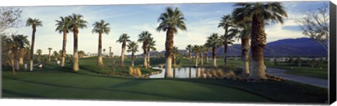 Framed Palm trees in a golf course, Desert Springs Golf Course, Palm Springs, Riverside County, California, USA Print