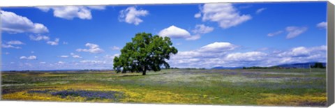 Framed Single Tree In Field Of Wildflowers, Table Mountain, Oroville, California, USA Print