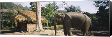 Framed Elephant standing outside a hut in a village, Chiang Mai, Thailand Print