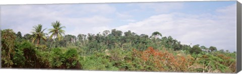 Framed Plant growth in a forest, Manual Antonia National Park, Quepos, Costa Rica Print