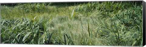 Framed Grass on a marshland, England Print