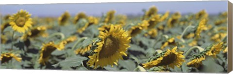 Framed USA, California, Central Valley, Field of sunflowers Print