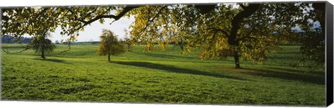 Framed Trees In A Field, Aargau, Switzerland Print