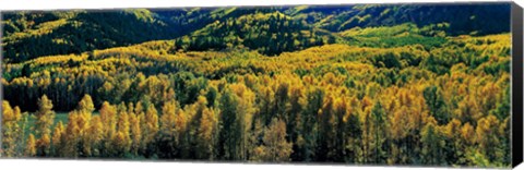 Framed Autumn Aspens, Colorado, USA Print