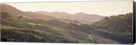 Framed High angle view of a vineyard in a valley, Sonoma, Sonoma County, California, USA Print