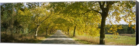 Framed Trees along the road, Portugal Print