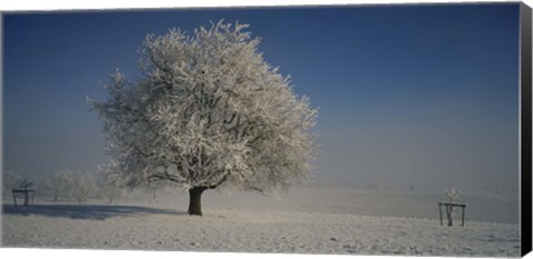 Framed Cherry Tree in a Snowy Landscape, Aargau, Switzerland Print