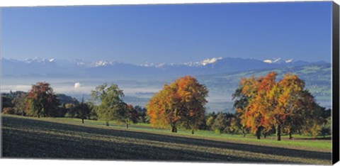 Framed Switzerland, Reusstal, Panoramic view of Pear trees in the Swiss Midlands Print