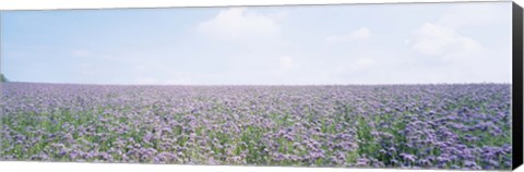 Framed Field of Phacelia, Germany Print