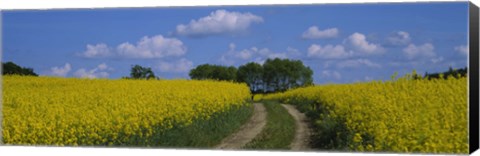 Framed Path in a field, Germany Print