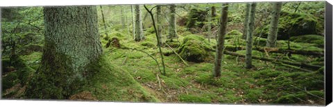 Framed Close-up of moss on a tree trunk in the forest, Siggeboda, Smaland, Sweden Print