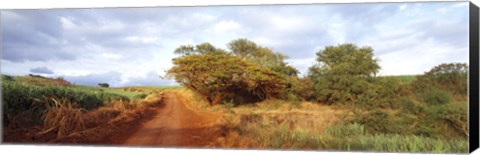 Framed Dirt road passing through a agricultural field, Kauai, Hawaii, USA Print