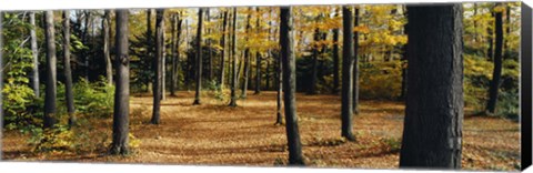 Framed Chestnut Ridge Park Orchard Park NY USA Print