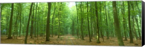 Framed Pathway Through Forest, Mastatten, Germany Print