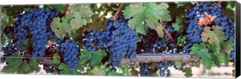 Framed USA, California, Napa Valley, grapes Print