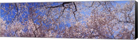 Framed Low angle view of cherry blossom trees, Washington State, USA Print