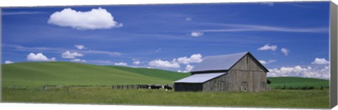 Framed Cows and a barn in a wheat field, Washington State, USA Print