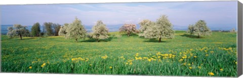 Framed Peartrees Fields Aargau Switzerland Print