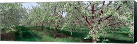 Framed View of spring blossoms on cherry trees Print