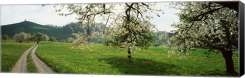 Framed Dirt Road Through Meadow Of Dandelions, Zug, Switzerland Print