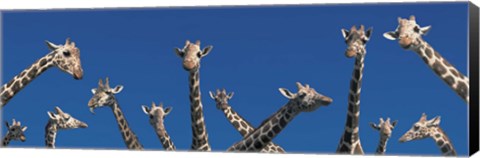 Framed Curious Giraffes (concept) Kenya Africa Print