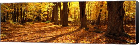 Framed Tree Lined Road, Massachusetts, USA Print