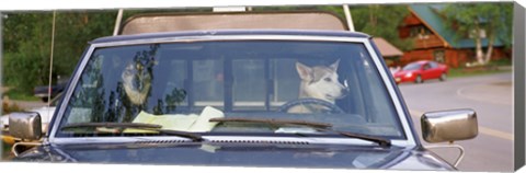 Framed Close-up of two dogs in a pick-up truck, Main Street, Talkeetna, Alaska, USA Print