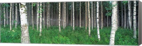 Framed Birch Forest, Punkaharju, Finland Print