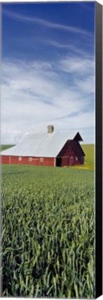 Framed Barn in a wheat field, Washington State (vertical) Print