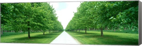 Framed Avenue at Chateau de Modave Ardennes Belgium Print