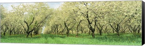 Framed Rows Of Cherry Tress In An Orchard, Minnesota, USA Print