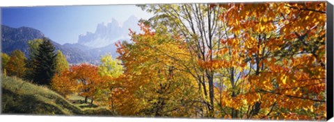 Framed High angle view of trees in a forest, Geisler mountain group, Dolomites, Italy Print