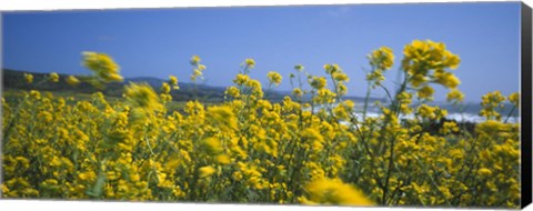 Framed Close-up of flowers, California, USA Print