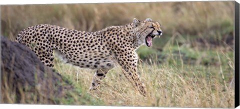 Framed Cheetah walking in a field Print