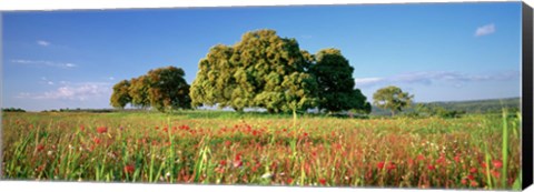 Framed Flowers in a field, Andalusia, Spain Print