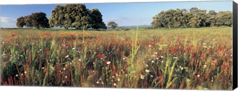 Framed Wild flowers in a field, Andalucia, Spain Print