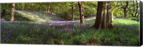 Framed Bluebells In A Forest, Newton Wood, Texas, USA Print