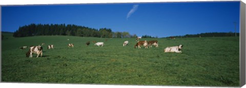 Framed Herd of cows grazing in a field, St. Peter, Black Forest, Germany Print